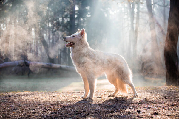 White German shepherd dog posing in forest at daytime