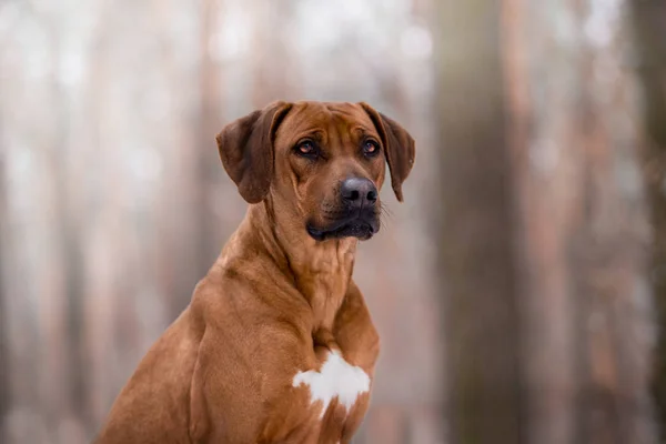 Árbol Tennessee Brindle Perro Jugando Invierno Bosque —  Fotos de Stock