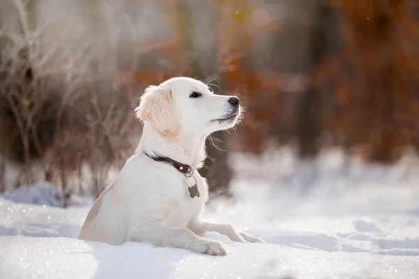 gündüz karda oynayan altın retriever yavrusu 
