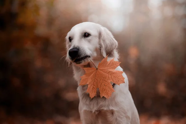 Golden Retriever Posando Con Hojas Arce Aire Libre Durante Día —  Fotos de Stock