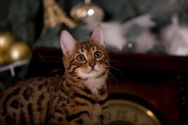 evde Bengal kedi portre 