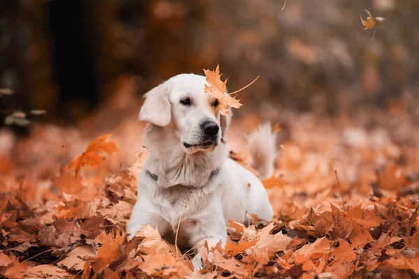 gündüz açık havada yaprakları poz altın retriever 