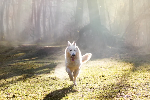 white German shepherd running in forest at daytime