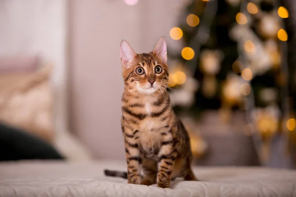 Retrato Gato Bonito Posando Casa — Fotografia de Stock
