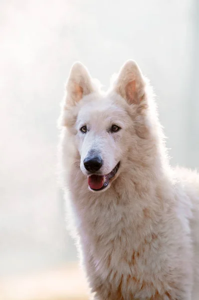 Ritratto Del Cane Pastore Tedesco Bianco Che Posa Nella Foresta — Foto Stock