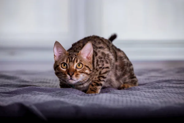 Portret Van Bengaalse Kat Thuis — Stockfoto