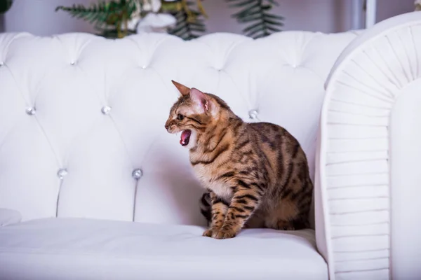 Schattige Kat Poseren Witte Sofa Thuis — Stockfoto