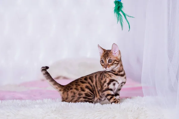 evde oyuncak ile oynarken sevimli kedicik