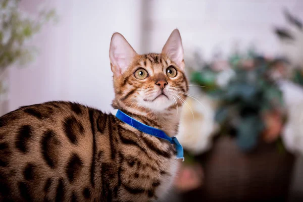 Portrét Bengálské Kočky Doma — Stock fotografie