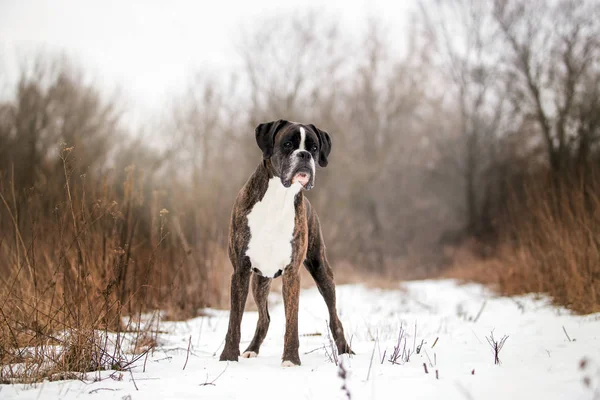 Dog Boxer Jugando Bosque Invierno Durante Día — Foto de Stock