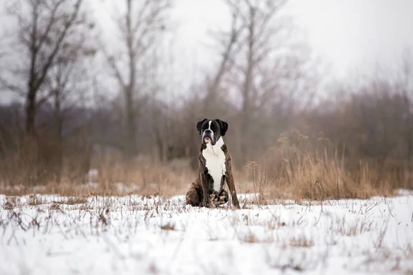 Боксер Собак Играет Зимнем Лесу Дневное Время — стоковое фото