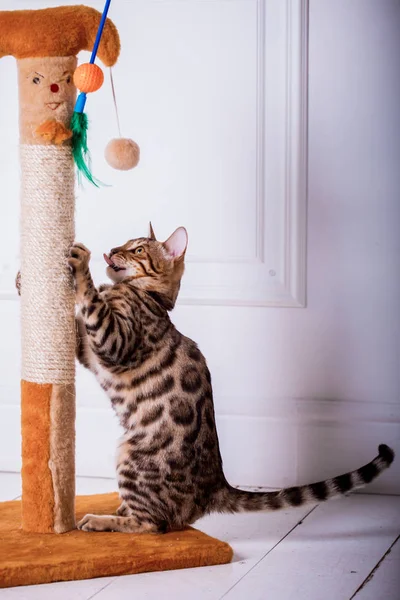 evde oynayan Bengal kedi görünümü 