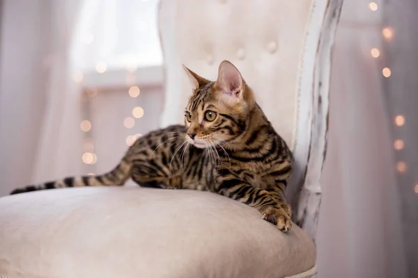 Retrato Gato Bengala Casa — Foto de Stock