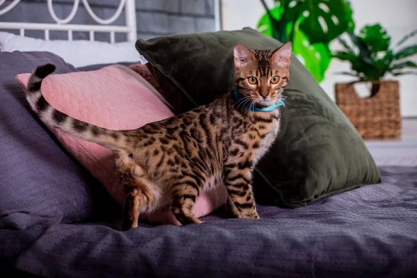 Retrato Gato Bengala Casa —  Fotos de Stock