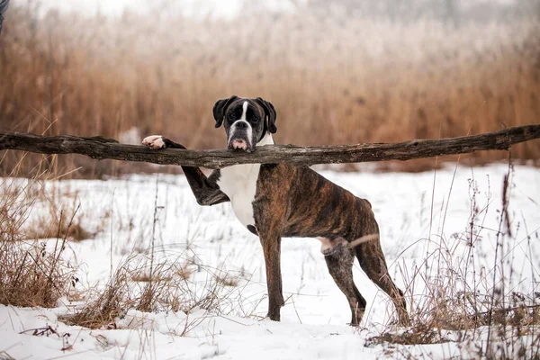 Dog Boxer Jugando Bosque Invierno Durante Día —  Fotos de Stock