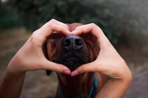kadın elleri ağaçlama tennessee brindle köpek burun etrafında kalp yapma 