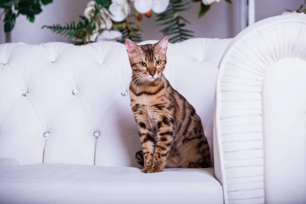 Schattige Kat Poseren Witte Sofa Thuis — Stockfoto