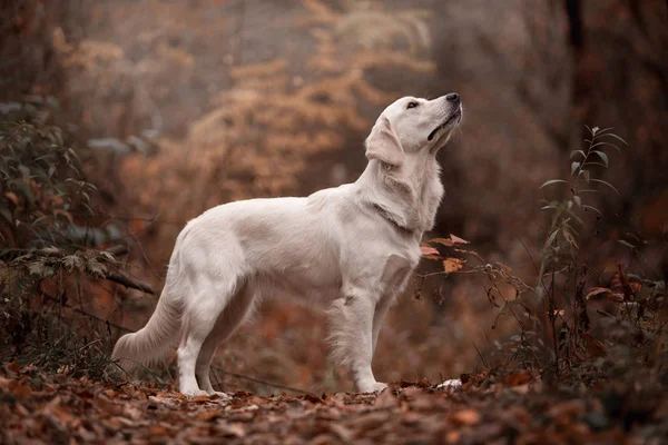 gündüz açık havada yaprakları poz altın retriever 