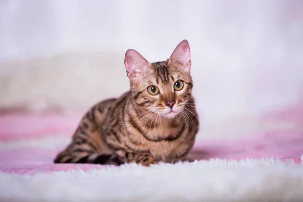 Gato Lindo Juguetón Pasar Tiempo Juegos Casa — Foto de Stock