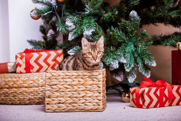 hediye kutuları ve köknar ağacı yakınında oturan sevimli kedi