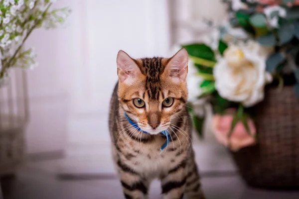 Πορτρέτο Της Γάτας Της Βεγγάλης Στο Σπίτι — Φωτογραφία Αρχείου