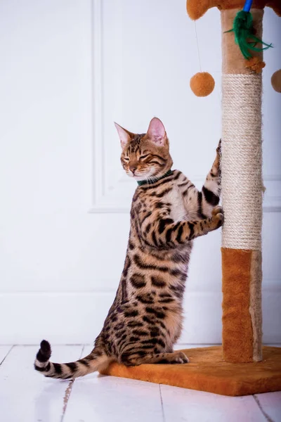 Vista Del Gato Bengala Jugando Casa — Foto de Stock