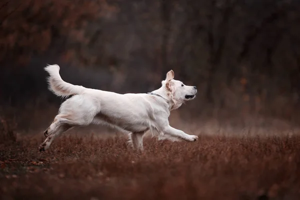 Golden Retriever Playing Outdoors Daytime — Stock Photo, Image