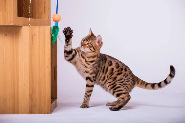 Vista Del Gato Bengala Jugando Casa — Foto de Stock