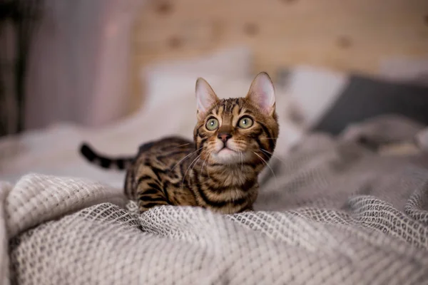 evde Bengal kedi portre 