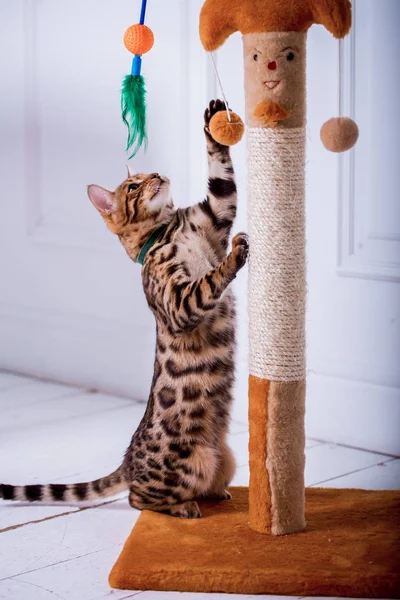 evde oynayan Bengal kedi görünümü 