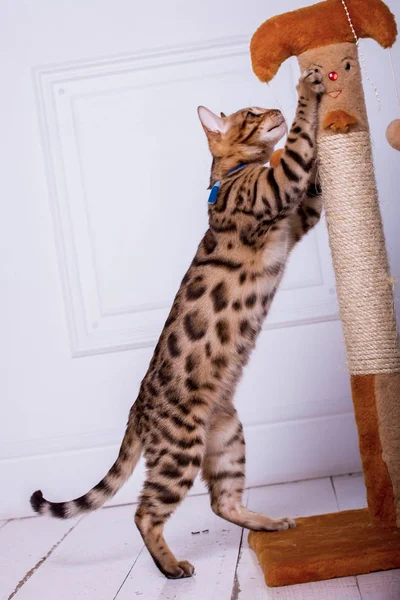 Vista Del Gato Bengala Jugando Casa — Foto de Stock