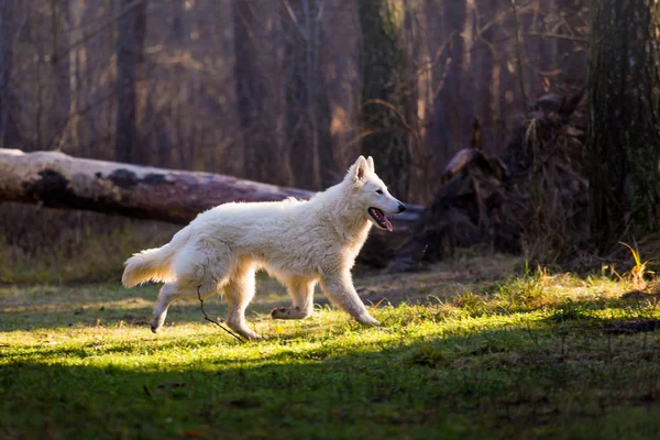 Pastor Alemán Blanco Corriendo Bosque Durante Día —  Fotos de Stock