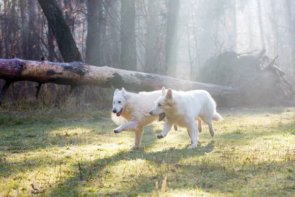 gündüz ormanda çalışan iki beyaz Alman çoban köpeği 