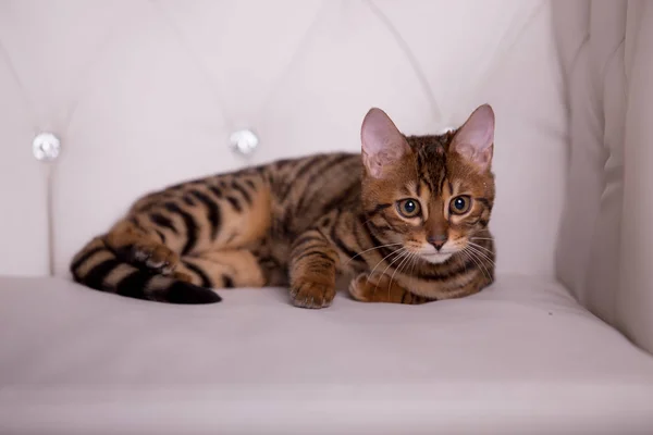 Portrait Bengal Cat Home — Stock Photo, Image