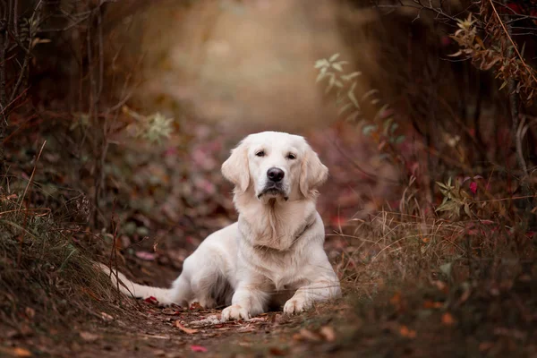 Golden Retriever Posando Hojas Aire Libre Durante Día —  Fotos de Stock