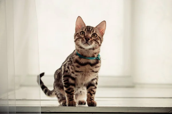 Portrait Bengal Cat Home — Stock Photo, Image