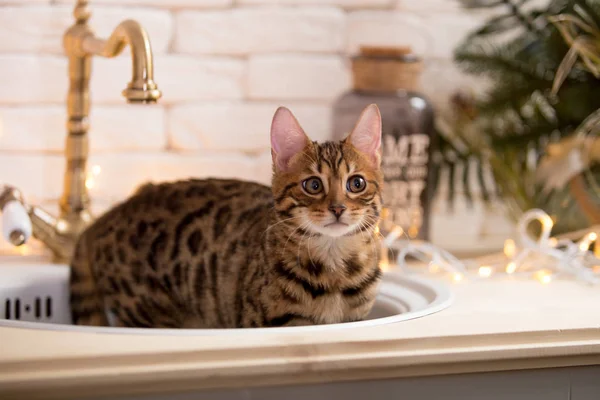 evde Bengal kedi portre 