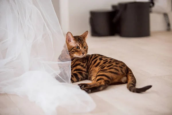 evde oyunlarda zaman harcama oyuncu sevimli kedi