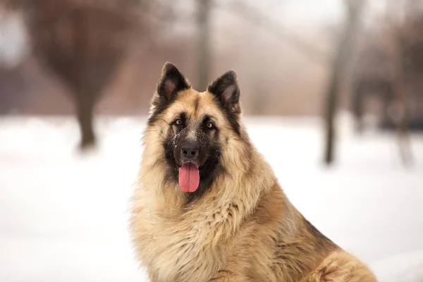冬の季節に屋外で遊ぶガード犬 — ストック写真