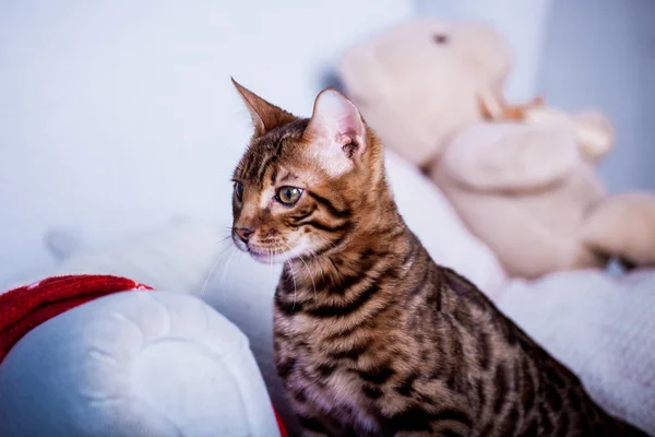 Gato Lindo Juguetón Pasar Tiempo Juegos Casa — Foto de Stock