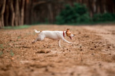 ormanda çalışan eğlenceli Jack Russell cins köpek 