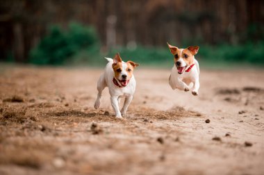 birlikte ormanda çalışan eğlenceli Jack Russell cins köpekler 