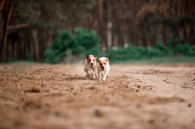 birlikte ormanda çalışan eğlenceli Jack Russell cins köpekler 