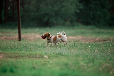 oyuncak topu ile ormanda çalışan eğlenceli Jack Russell doğurmak köpekler