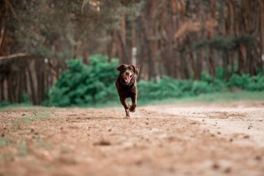 ormanda çalışan sevimli Labrador Retriever cins köpek