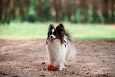 ormanda top ile çalışan eğlenceli Papillon cins köpek  