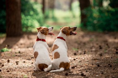 Gündüz ormanda oturan Jack Russell cins köpeklerin arka görünümü 