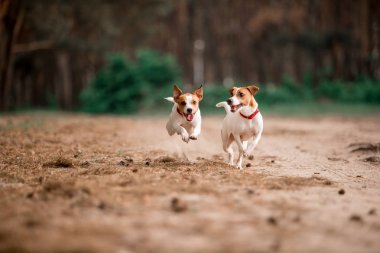 birlikte ormanda çalışan eğlenceli Jack Russell cins köpekler 