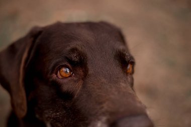 ormanda poz sevimli Labrador Retriever cins köpek portresi