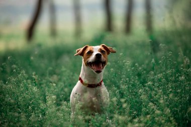 çimenlerde oturan Jack Russell cins köpek portresi 